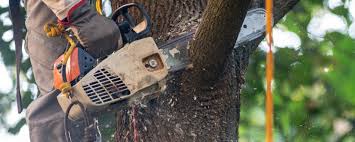 Best Storm Damage Tree Cleanup  in West Wyoming, PA
