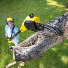Best Root Management and Removal  in West Wyoming, PA