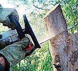 Best Tree Maintenance Programs  in West Wyoming, PA