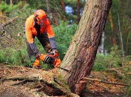 Best Soil Testing and Treatment  in West Wyoming, PA