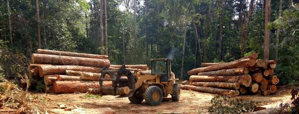 Professional Tree Care in West Wyoming, PA