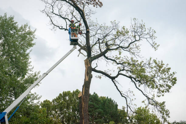 Best Leaf Removal  in West Wyoming, PA