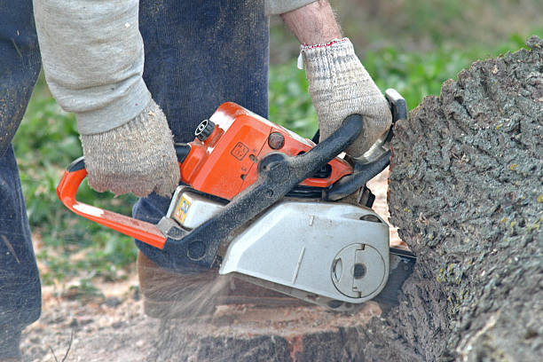 How Our Tree Care Process Works  in  West Wyoming, PA