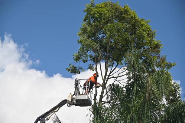 Best Tree Health Inspection  in West Wyoming, PA
