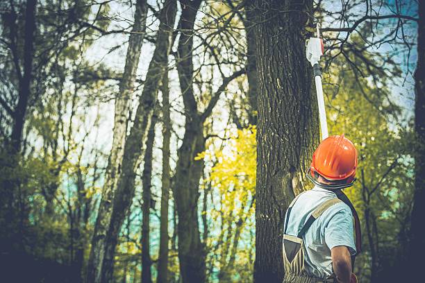 Best Tree Cabling and Bracing  in West Wyoming, PA