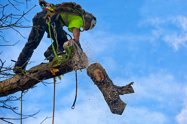 Best Tree Preservation Services  in West Wyoming, PA