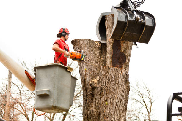 Best Tree Cabling and Bracing  in West Wyoming, PA